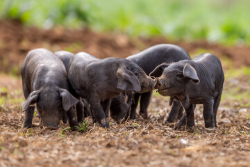 Piglets of the native Majorcan breed Porc Negre Mallorqui also the Majorcan Black Pig sniffing on a farm pasture in Mallorca, Balearic Islands, Spain