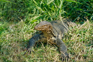 Varan du parc lumphini
