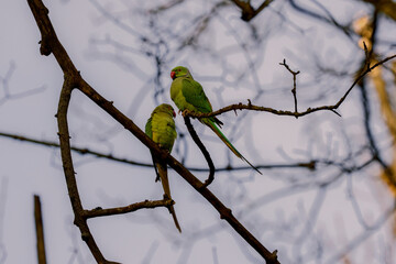 perruches &agrave; collier