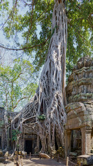 Racines de Ficus envahissantes sur les ruines de Ta Prohm