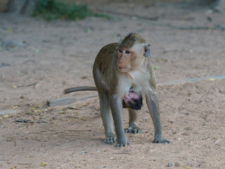 Maman macaque avec son b&eacute;b&eacute;