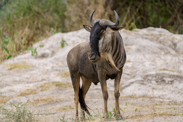 Gnou &agrave; barbe blanche