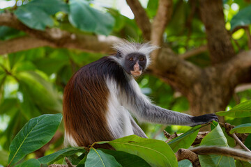 Colobe rouge de Zanzibar