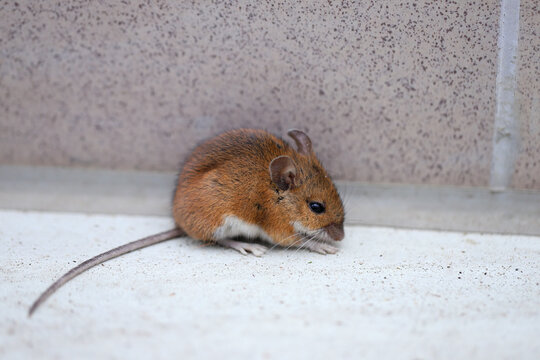 A mouse in a closed room on the floor. The problem of rodents and pests in homes.