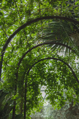 Fototapeta premium SINGAPORE - DECEMBER 25, 2025: Breathtaking botanical landscapes and futuristic architecture inside the Flower Dome and Cloud Forest conservatories at Gardens by the Bay.