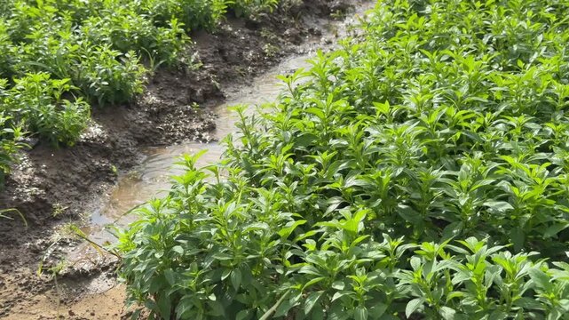 Rows of Peppermint or Mentha plants receive steady irrigation as moist soil and dense greenery define an active growing stage. Sustainable farming.