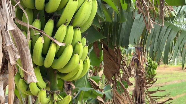 Close up of tightly packed green bananas growing in a dense cluster with open field and banana plants visible in the background. Crop abundance.