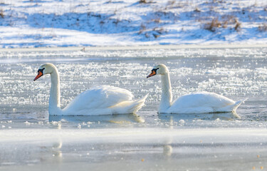 Obraz premium Swans on a Winter Lake with Snow and Reflections, Peaceful Wildlife Scene in Cold Season