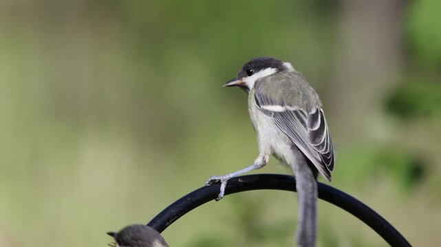 Juvenile great tit siblings ( Parus major )