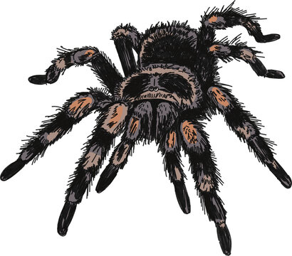 Tarantula spider illustration that is hand-drawn and isolated clear background 