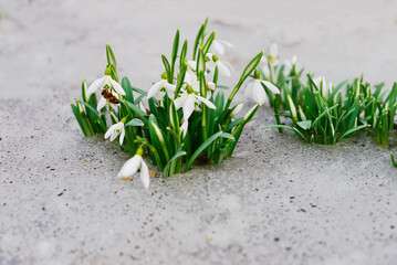 Spring snowdrops blooming in the snow with a honey bee