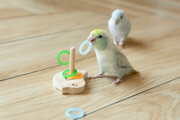 Two Captive Forpus Parrotlets Playing with a Wooden Toy on the Floor in Soft Indoor Light