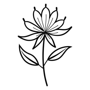 black and white cleome hassleriana vector