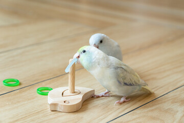 Two Captive Forpus Parrotlets Playing with a Wooden Toy on the Floor in Soft Indoor Light
