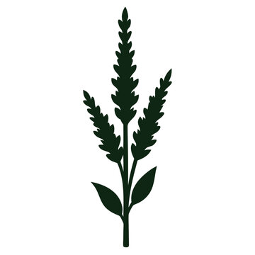 calluna vulgaris larissa silhouette on white background