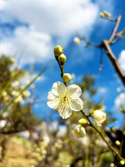 青空と梅の花