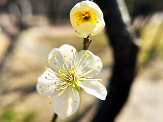 梅の花のアップ