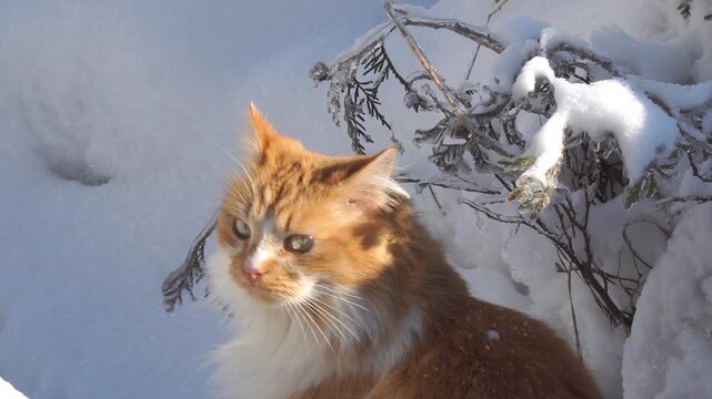Orange and white domestic cat with fluffy fur explores snowy landscape, turning its head towards the camera while surrounded by snow-covered branches and bright sunlight