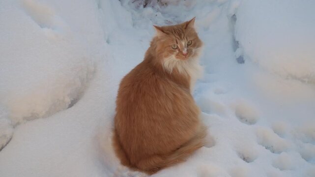Ginger cat sitting in fresh snow, turning its head to look back, surrounded by fluffy white snowdrifts in a winter outdoor setting