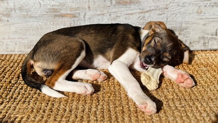 Relaxed Puppy Savoring Chew Toy with Closed Eyes Peaceful Moment Natural Light Home
