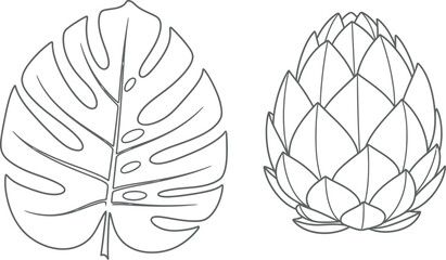Simple line drawing of monstera leaf and artichoke