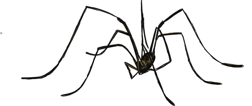 Pen and ink illustration of daddy long legs spider, tattoo art line work drawing