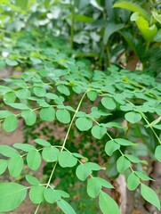 green moringa leaves in the garden