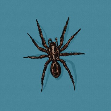 Hand drawn illustration of a brown recluse poisonous spider