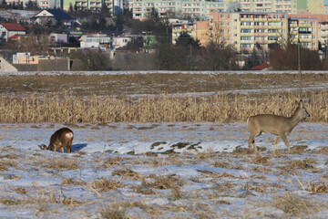 Two deer foraging in a snowy field with a city skyline in the background © Діма Осташук