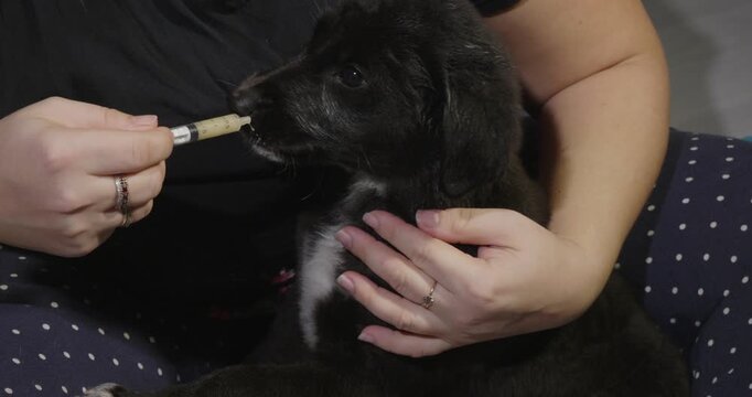 A caring housewife holds a small puppy in her arms and injects him with an anthelmintic drug using a syringe. The owner monitors the puppy health and carries out routine preventive deworming.