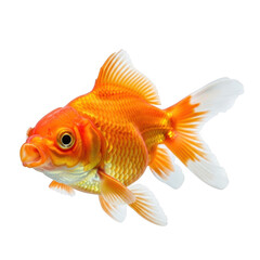 Fototapeta premium Vibrant orange goldfish swimming freely isolated on transparent background