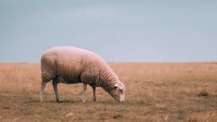 Merino sheep grazing in a vast dry grass field under blue sky