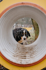 Młody piesek bawi się w psim parku zabaw © rozentuzjazmowany