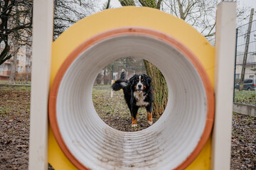 Młody piesek bawi się w psim parku zabaw © rozentuzjazmowany