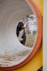 Młody piesek bawi się w psim parku zabaw © rozentuzjazmowany