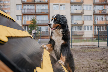 Młody piesek bawi się w psim parku zabaw © rozentuzjazmowany