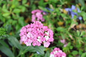Fototapeta premium Dianthus has strikingly beautiful pink flowers with serrated edges resembling fish teeth or a saw. The leaves are long and slender with pointed tips, and the edges often curve inward towards center. 