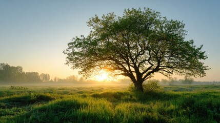 Obraz premium Lonely tree in the morning fog at sunrise over a quiet countryside field