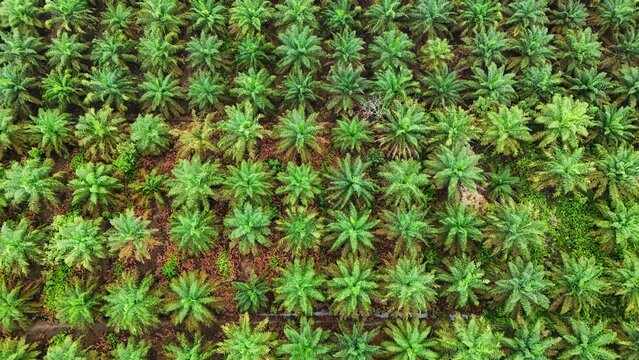 A stretch of oil palm trees planted in the Kalimantan forest land