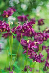 Obraz premium Aquilegia blooms in the garden. Selective focus.