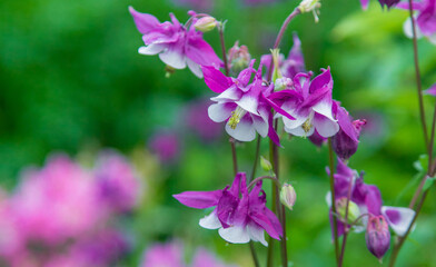 Naklejka premium Aquilegia blooms in the garden. Selective focus.