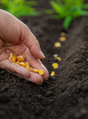 Sow the seeds in the garden into the soil. Selective focus.