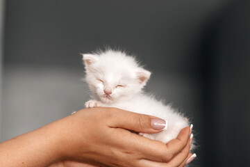 Gentle hands cradle sleeping white kitten with closed eyes © Julia Jones