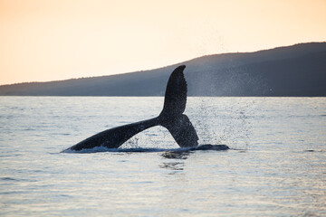 Humpback whale throwing its tail high out of the water in the setting sun