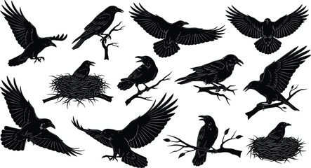 Obraz premium Black and white silhouette vector set of ravens in various poses including flying birds, perching on branches, and sitting in nests illustration