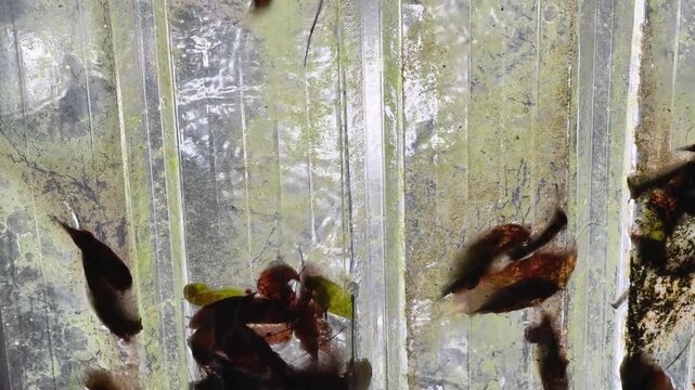 Raindrops falling on a transparent corrugated plastic roof with dried leaves and moss, looking up from underneath.