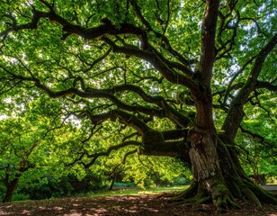 Fototapeta premium Majestic Oak Tree with Vibrant Green Foliage in Natural Setting