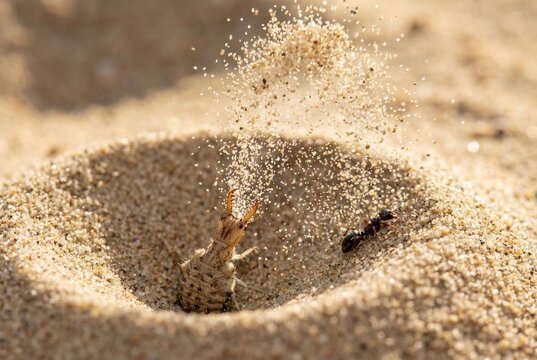 Antlion larva throwing sand while hunting prey