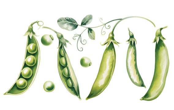 Hand painted watercolor green peas with pods and tendrils.