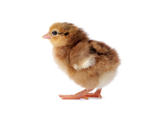Hybrid laying hens chicken. Brown Yellow adorable fluffy newborn brown chick standing isolated on white background.